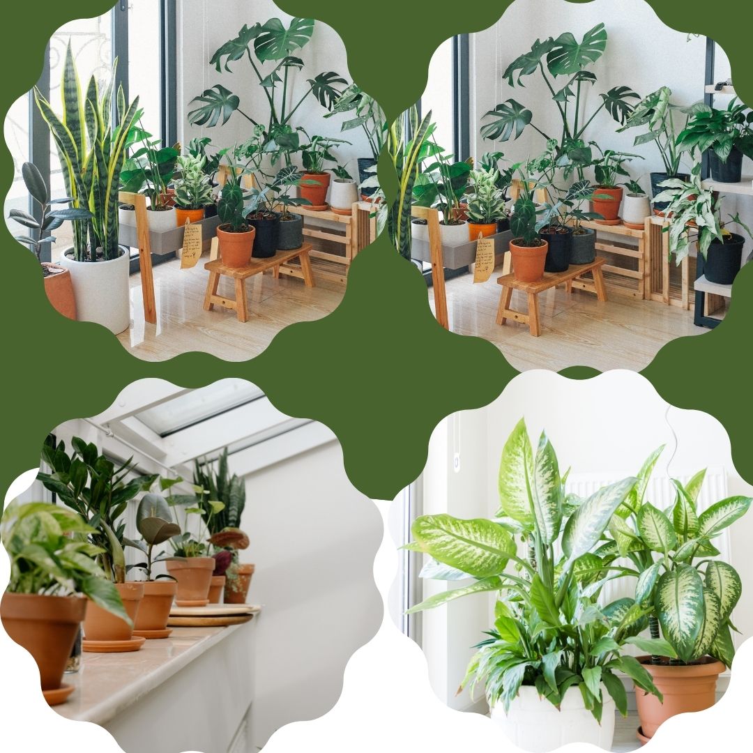 learn to start Indoor plants online shopping e-commerce store